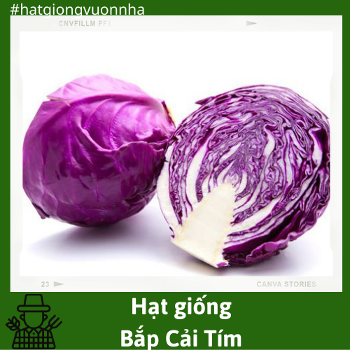 Hạt giống bắp cải tím lai f1 rado - gói 0.5 gram