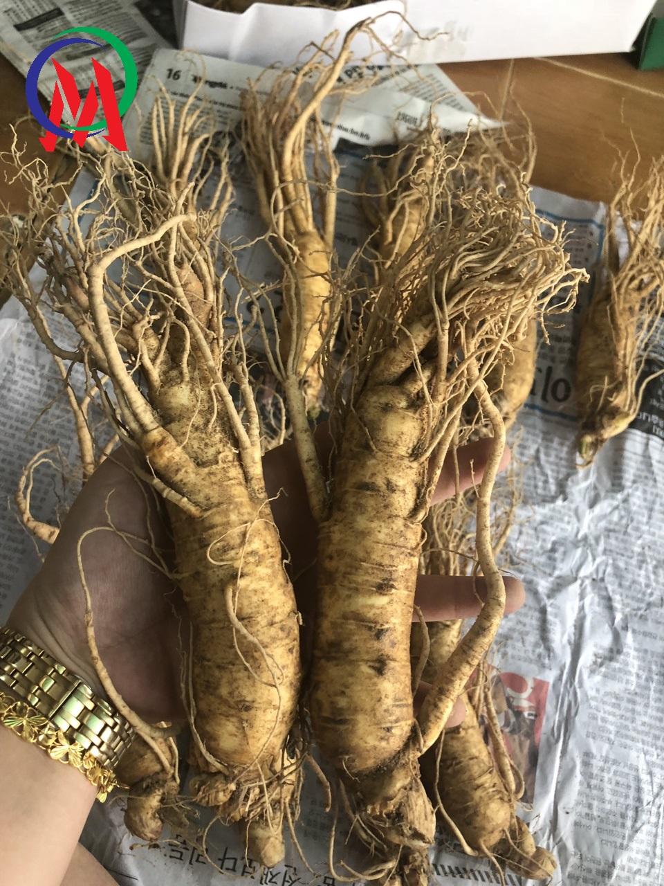 Combo 2 nhân sâm tươi xách tay hàn quốc loại củ lớn 1 kg 8 củ vàng dài