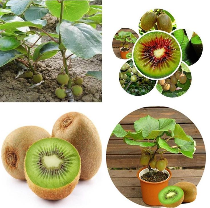 Hạt giống cây ăn trái kiwi  -dễ trồng, siêu trái