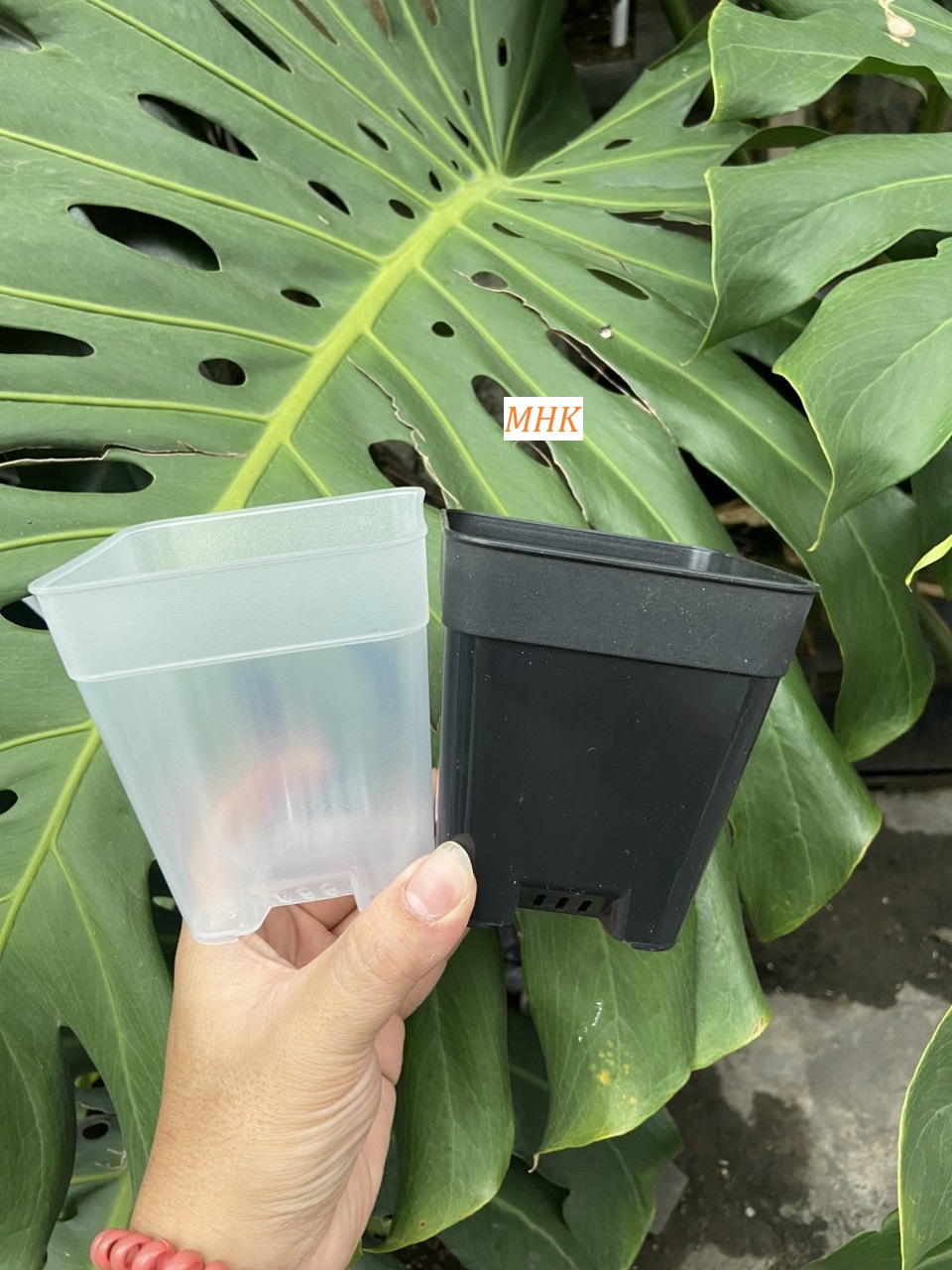 Chậu Nhựa Cứng 10X9 (Cm) vuông trồng xương rồng, sen đá , ươm cành , rau , hoa , chậu mini ! Trắng , đen , trong suốt !