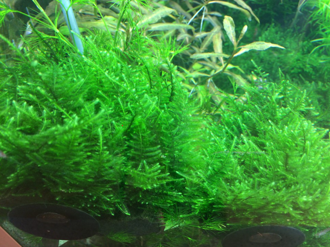 Rêu mini Taiwan - Taxiphyllum alternans 'Taiwan'