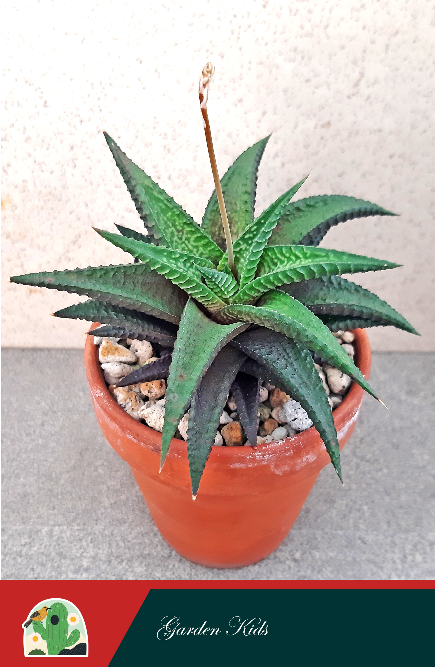 Haworthia Limifolia