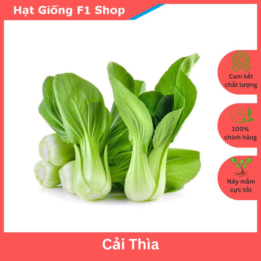 Hạt Giống Cải Thìa (Cải Chíp) Năng Suất Cao 20 Gam