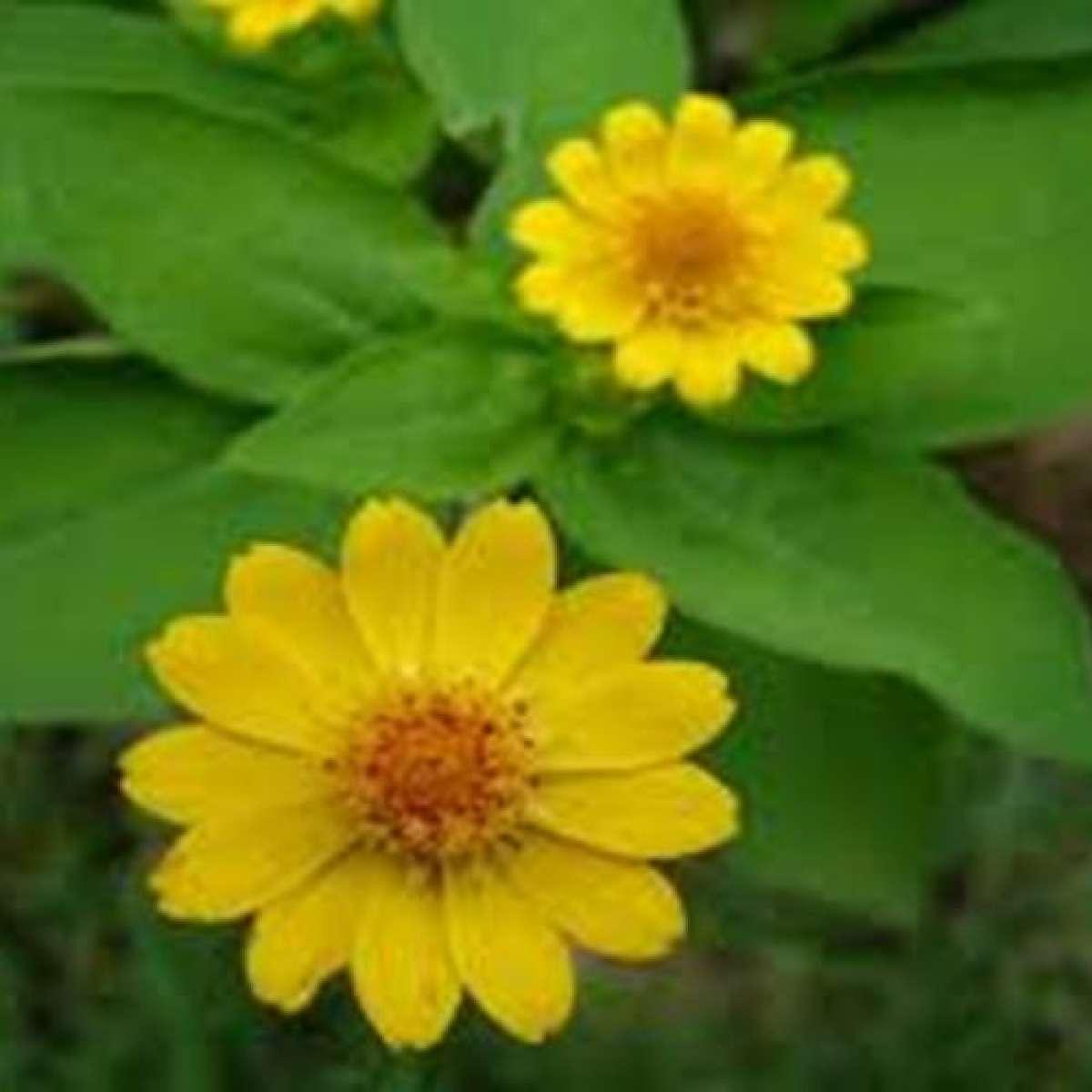 Hạt giống hoa cúc mặt trời - túi 50 hạt - chất lượng cao - dê trồng.