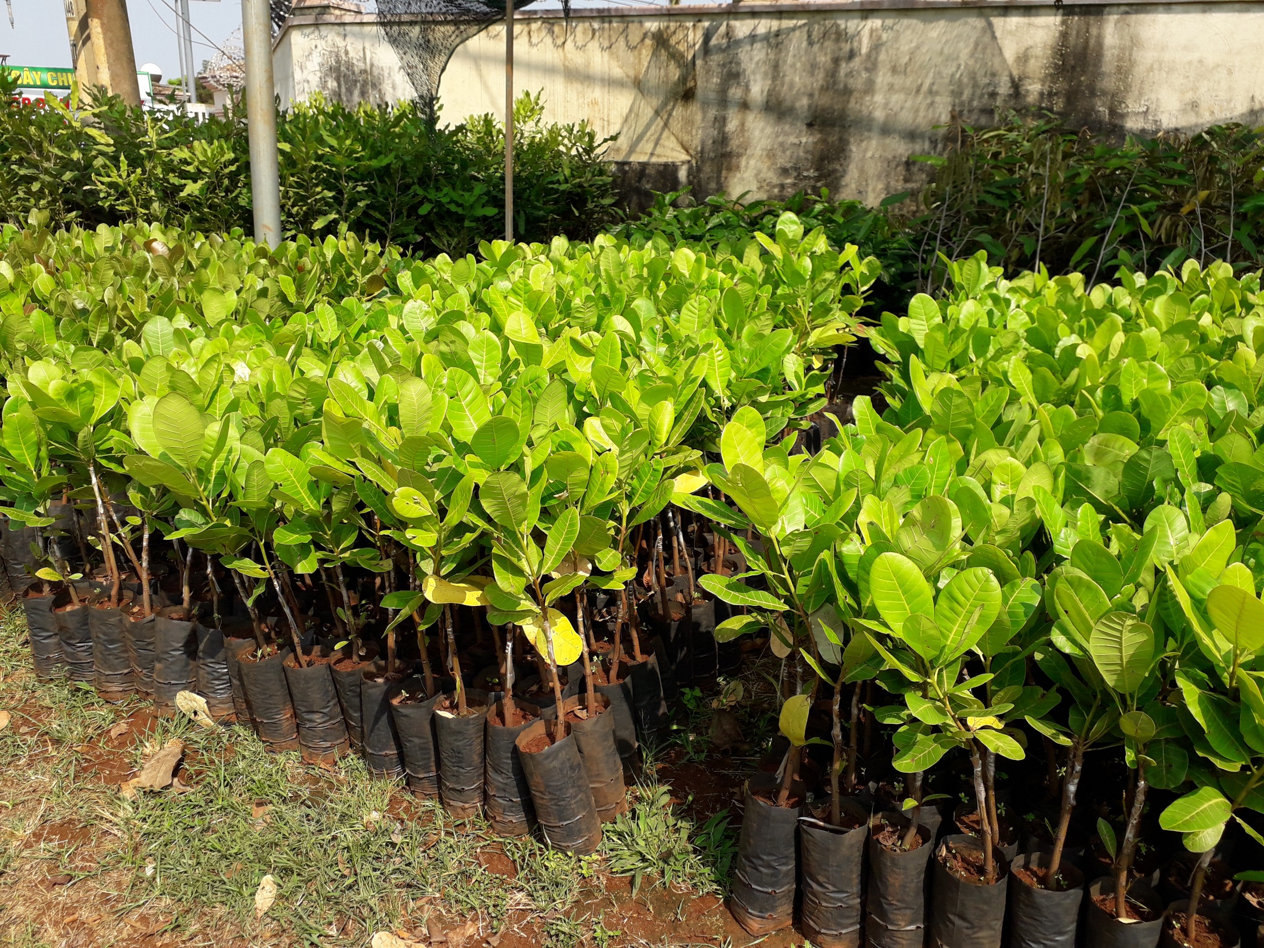 Cây giống Điều ĐỎ CAO SẢN [ CÂY GHÉP ]
