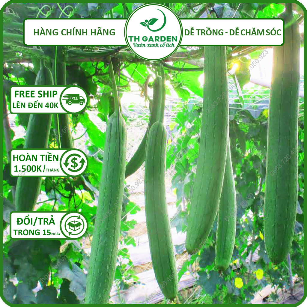 Hạt Giống Mướp Hương TH Garden - Hạt Giống Dễ Trồng Dễ Chăm Sóc, Rất Thơm Ngọt, Năng Suất Cao