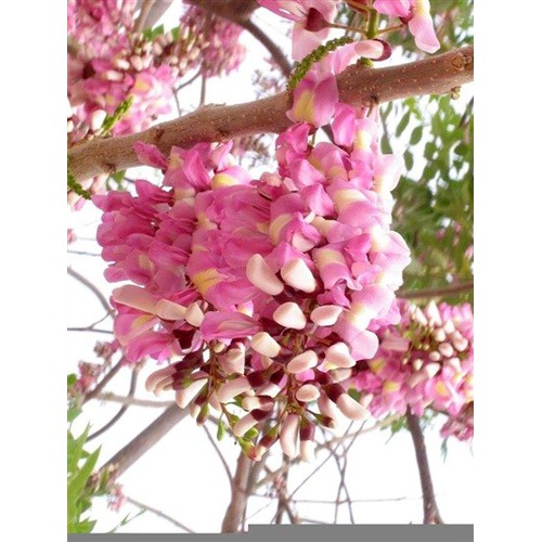 Cây giống muồng anh đào , cây siêu đẹp