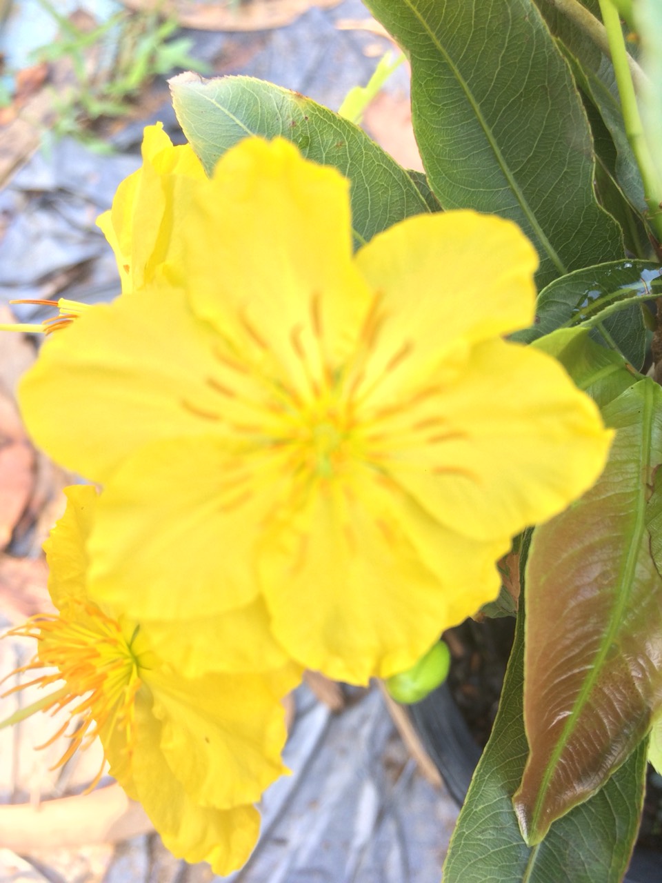 2 Cây Mai Giảo Phú Tân cỡ trung