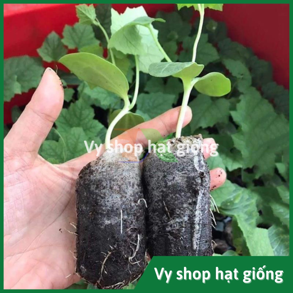 1 Viên nén xơ dừa ươm hạt giống