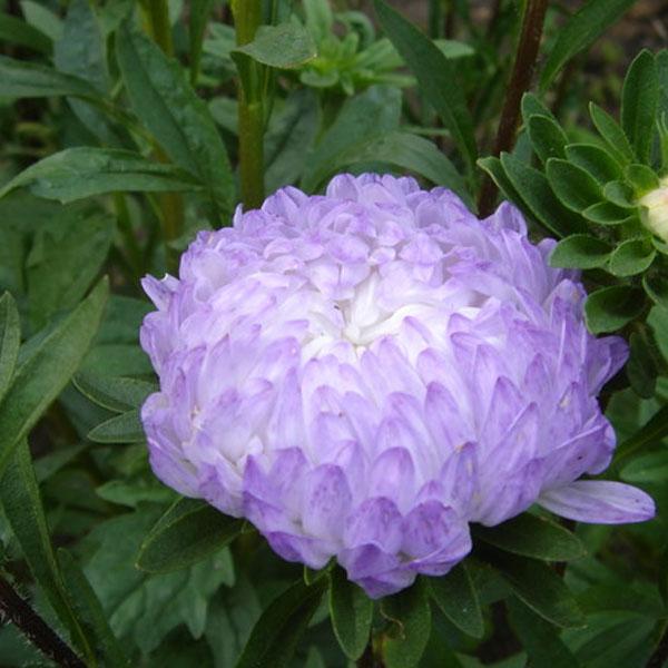 [Mới] - Hạt giống hoa cúc kim cương