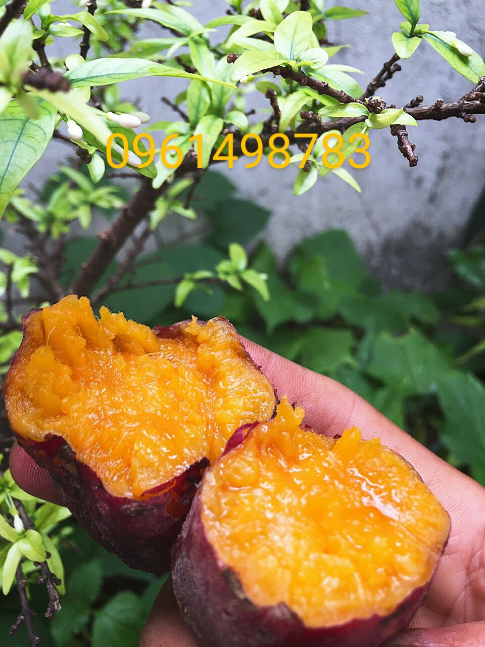 3 kg khoai lang mật tà nung đà lạt loại 1 size 3-5