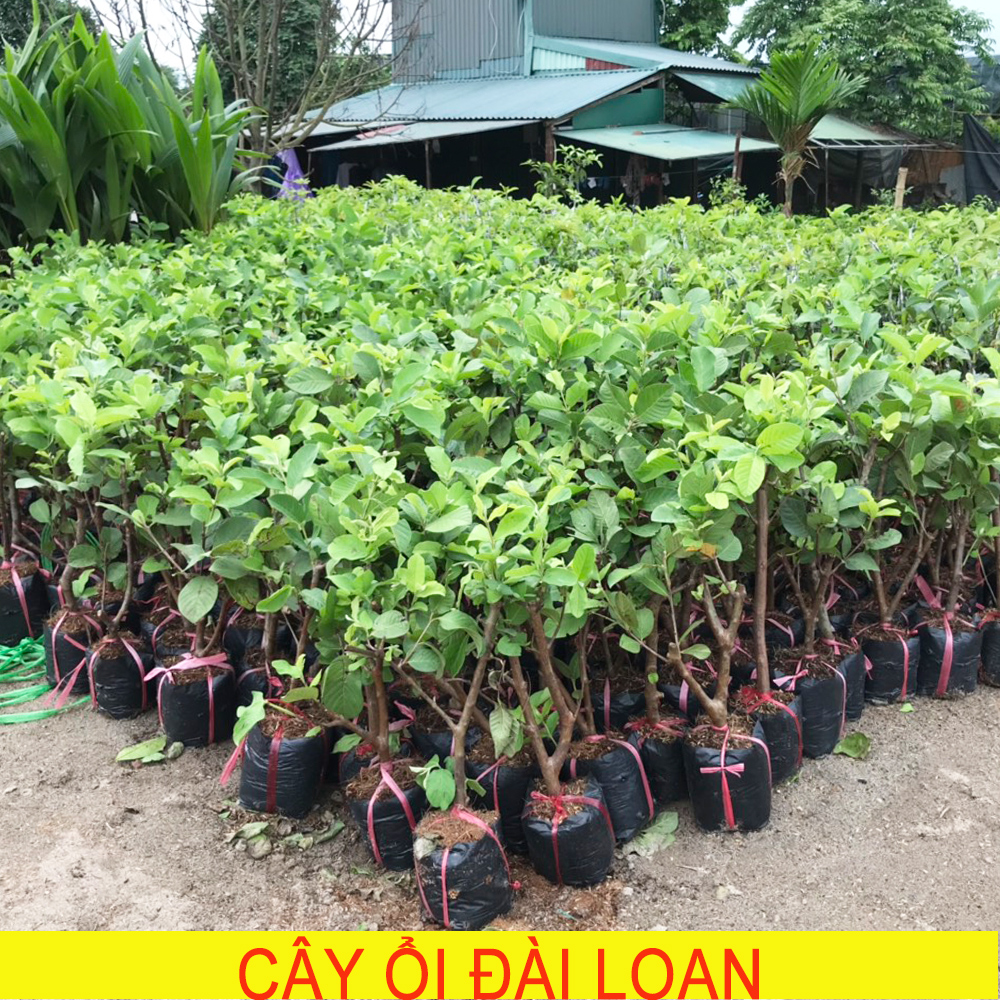 Cây giống ổi lê đài loan, ổi lê đài loan, giống ổi lê, cây ổi lê, giống ổi lê f1, cây giống chất lượng