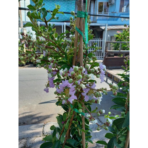 Cây tường vy tím siêu hoa