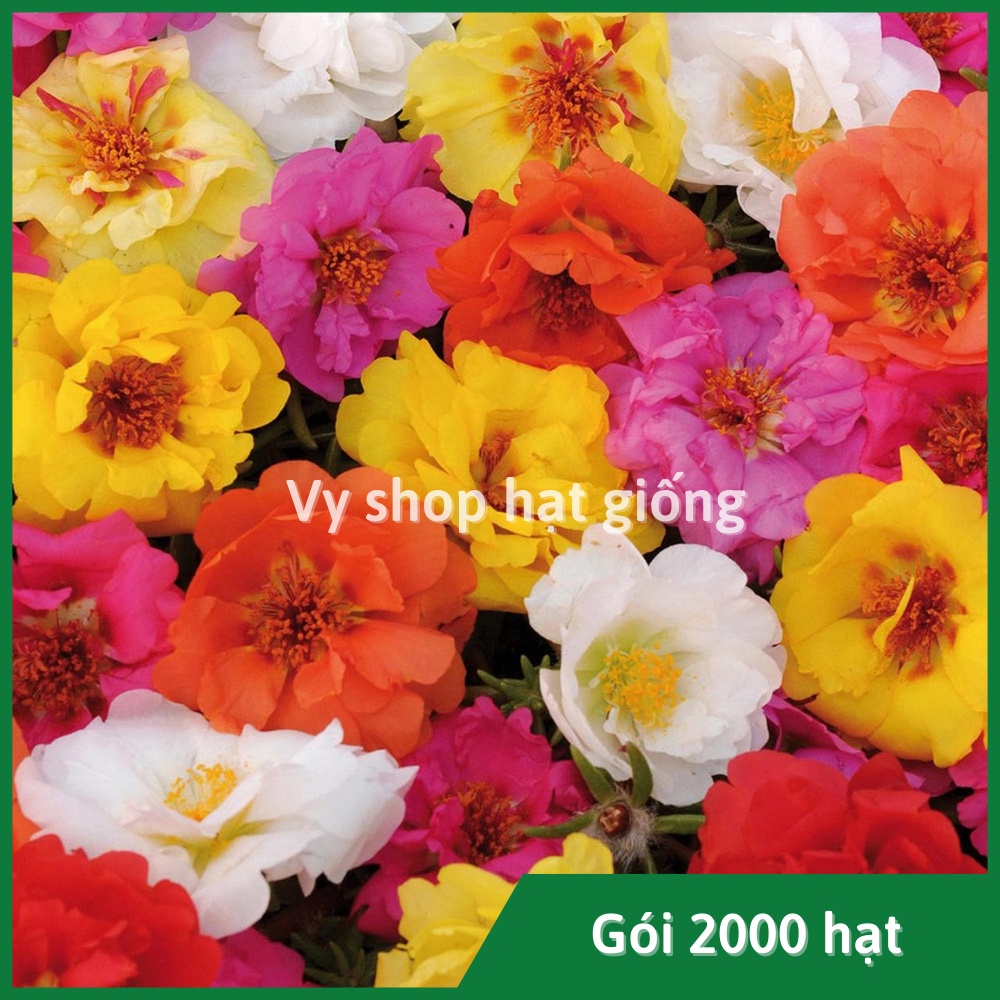 Gói lớn - 2000 hạt giống hoa mười giờ mỹ kép mix màu