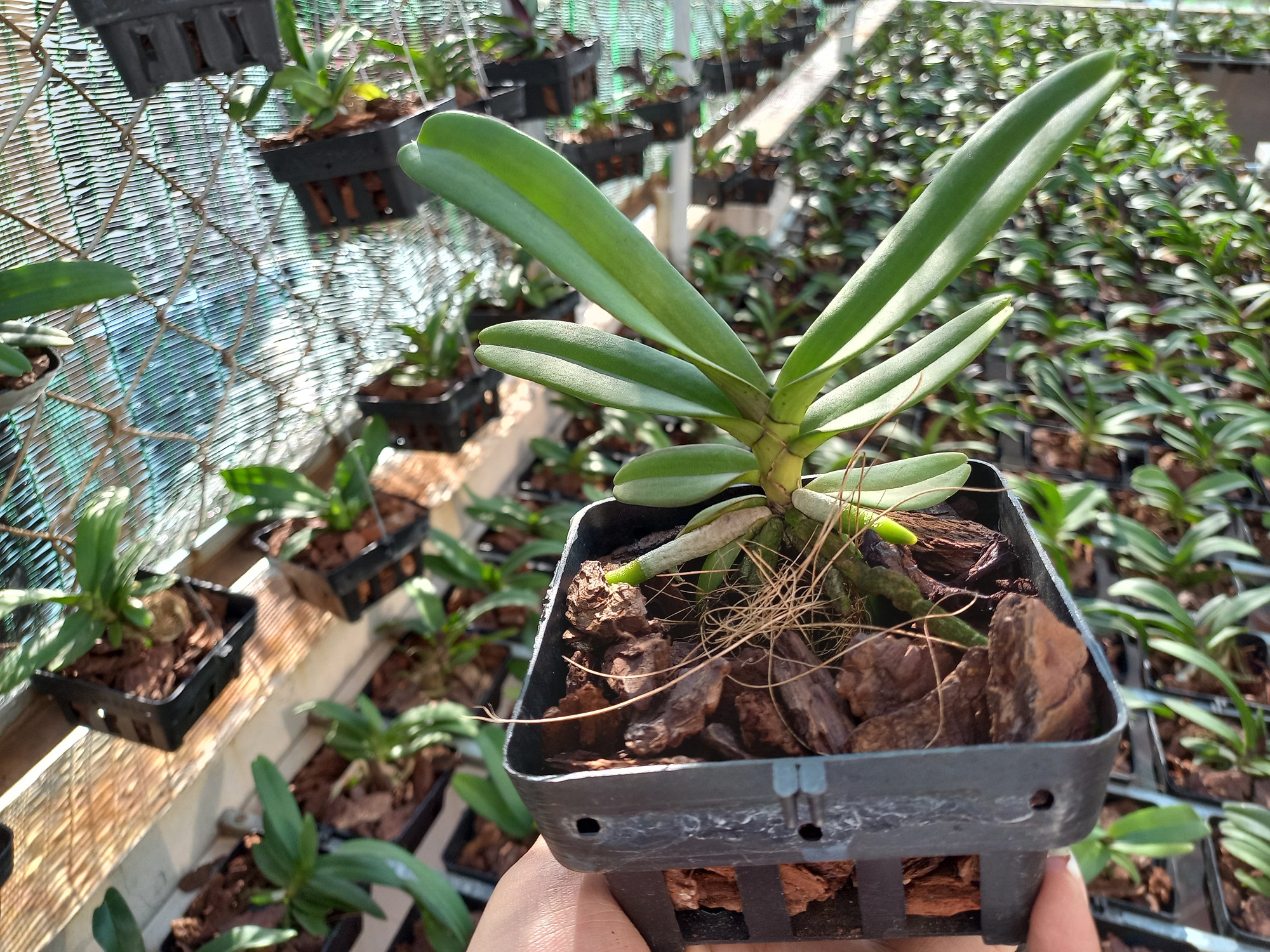 Ngọc điểmthái lan, Cây Giống