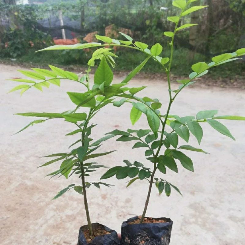 Cây sưa đỏ giống chuẩn giá trị cao, cây trắc thối