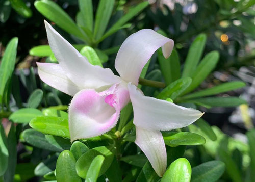 Phi điệp Hồng Thiên Sơn cây năm hai chậu to trưởng thành