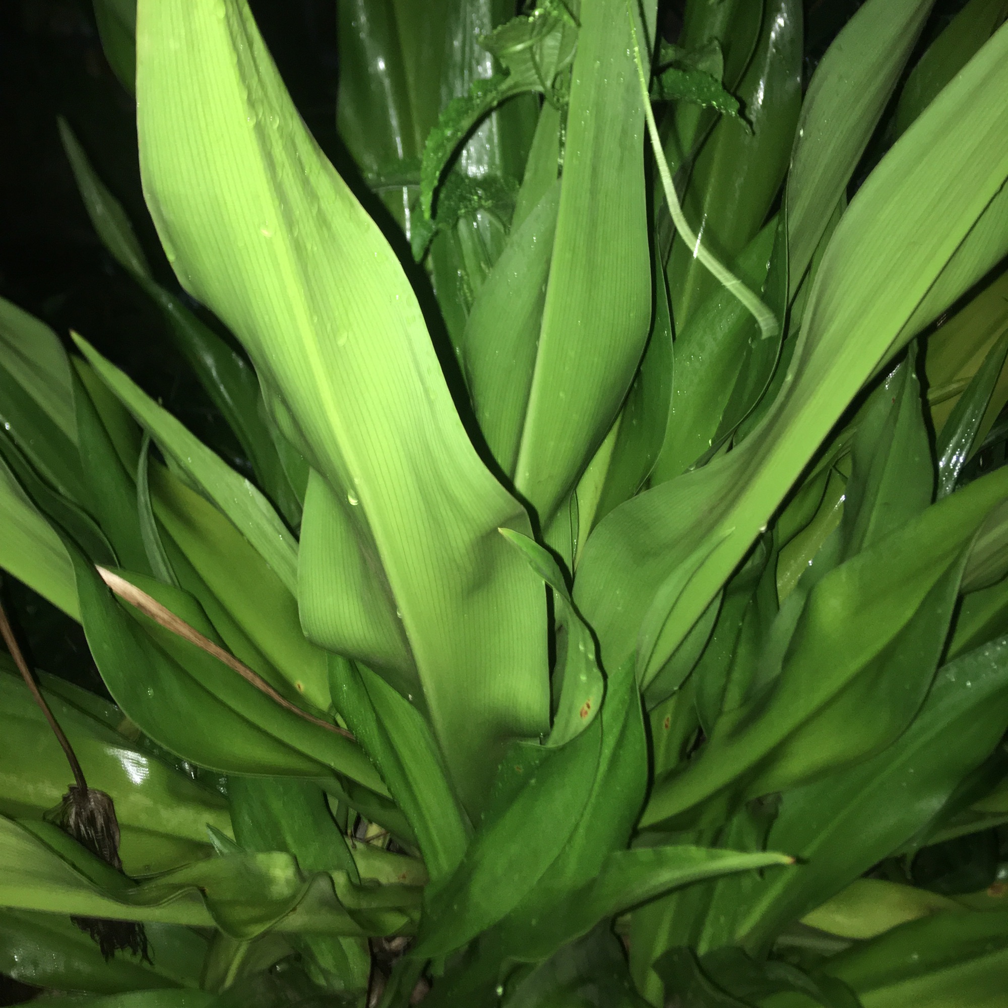 Lá náng hoa trắng