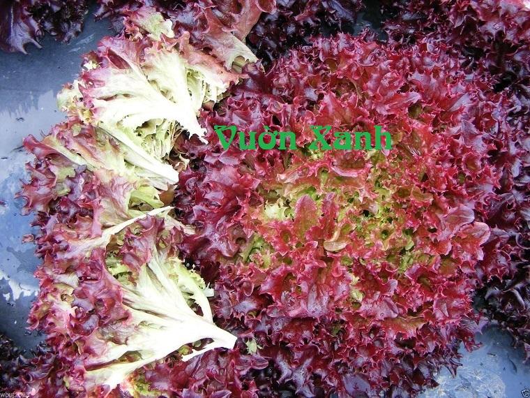 Hạt giống Xà lách xoăn tím cao sản 3g