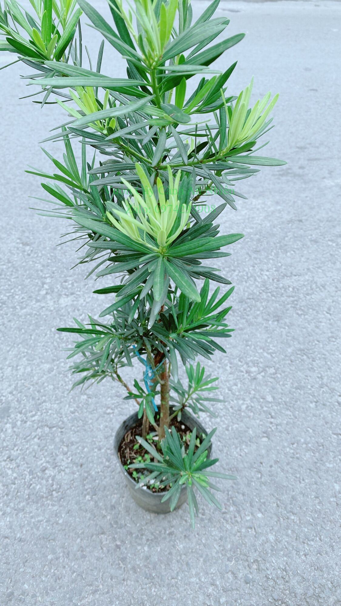 Cây tùng vạn niên 50cm