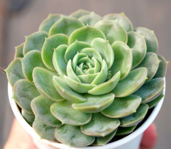 SEN ĐÁ NGỌC BÍCH SIZE TRUNG 8-10CM - LỖI 1 ĐỔI 1