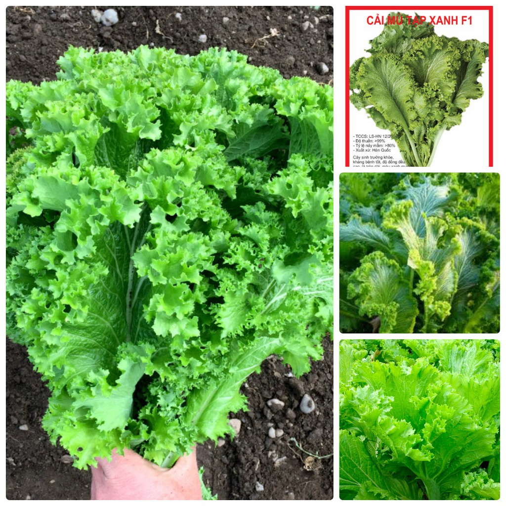 Hạt giổng rau cải bẹ xanh mù tạp ăn sống hat giong rau