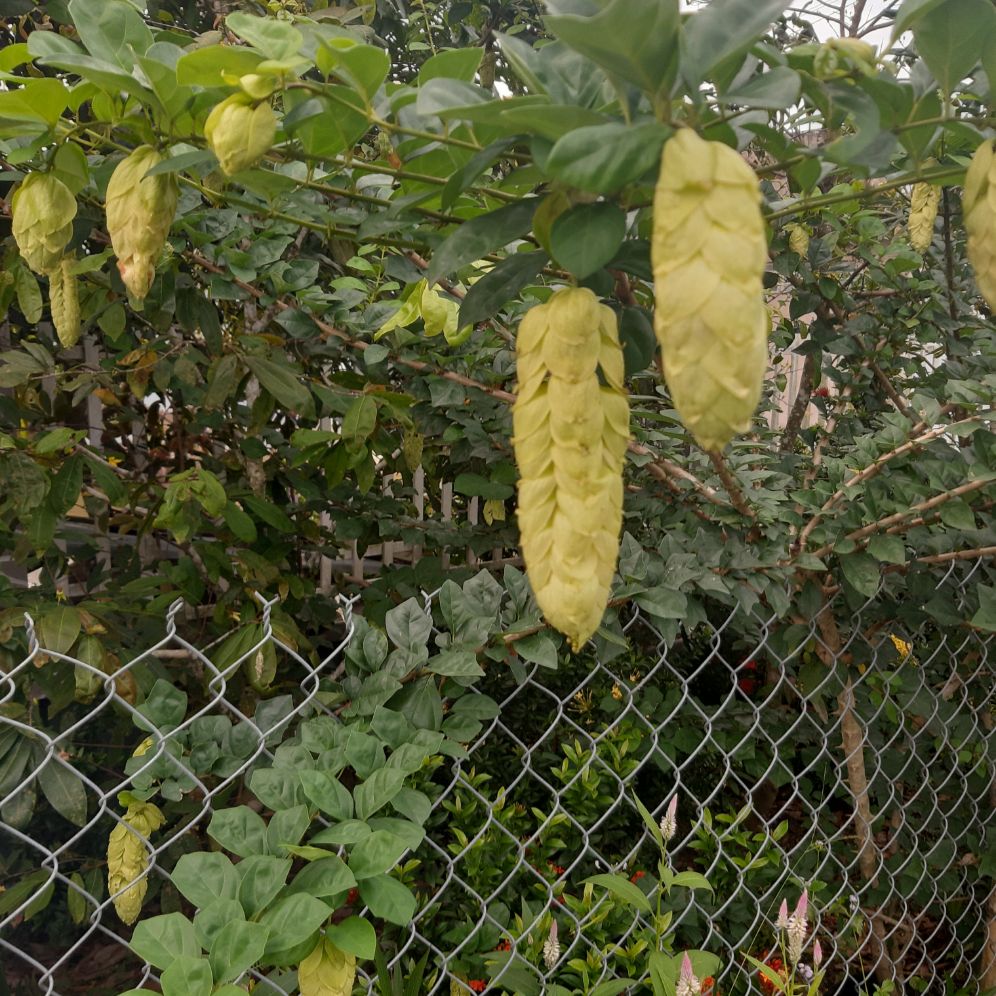 cây huyền trân công chúa 1 cây