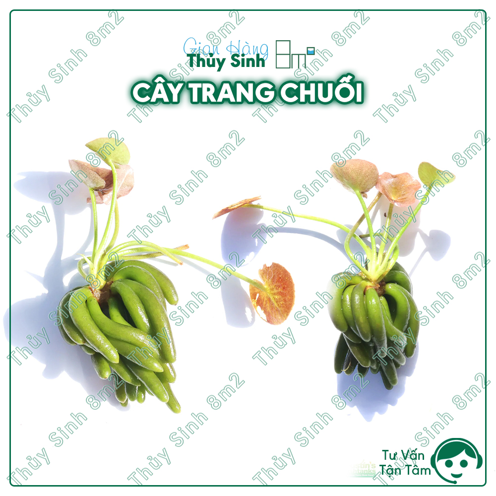 Cây trang chuối cây thủy sinh không co2| trang trí bể tép, rất dễ trồng | 8m2