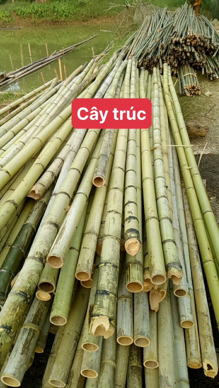 Cây tre trúc lớn dài 1m