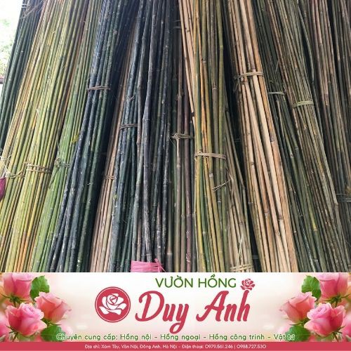 Nứa làm cọc chống hoa hồng, chiều dài 1.5m ( 1 cây )