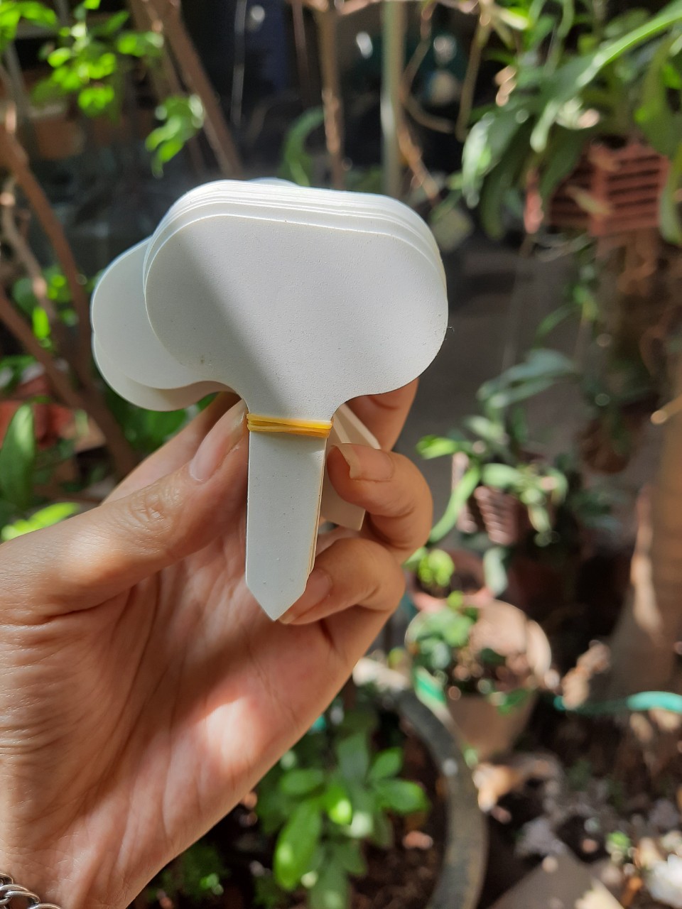 100 Thẻ cắm ghi tên cây màu trắng
