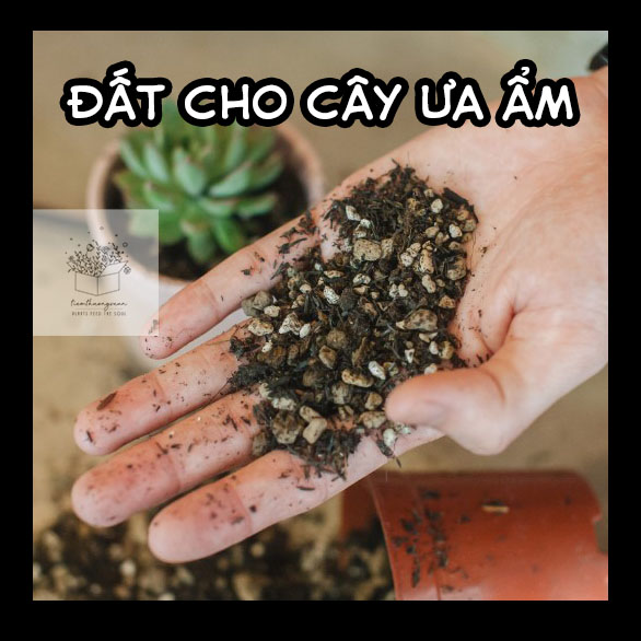Đất ẩm, dinh dưỡng trồng cây hoa kiểng - 600gr - Đất sạch cho dòng cây ưa ẩm - Chăm bón trồng cây, cây cảnh, hoa, hạt giống - Tiệm Thường Xuân