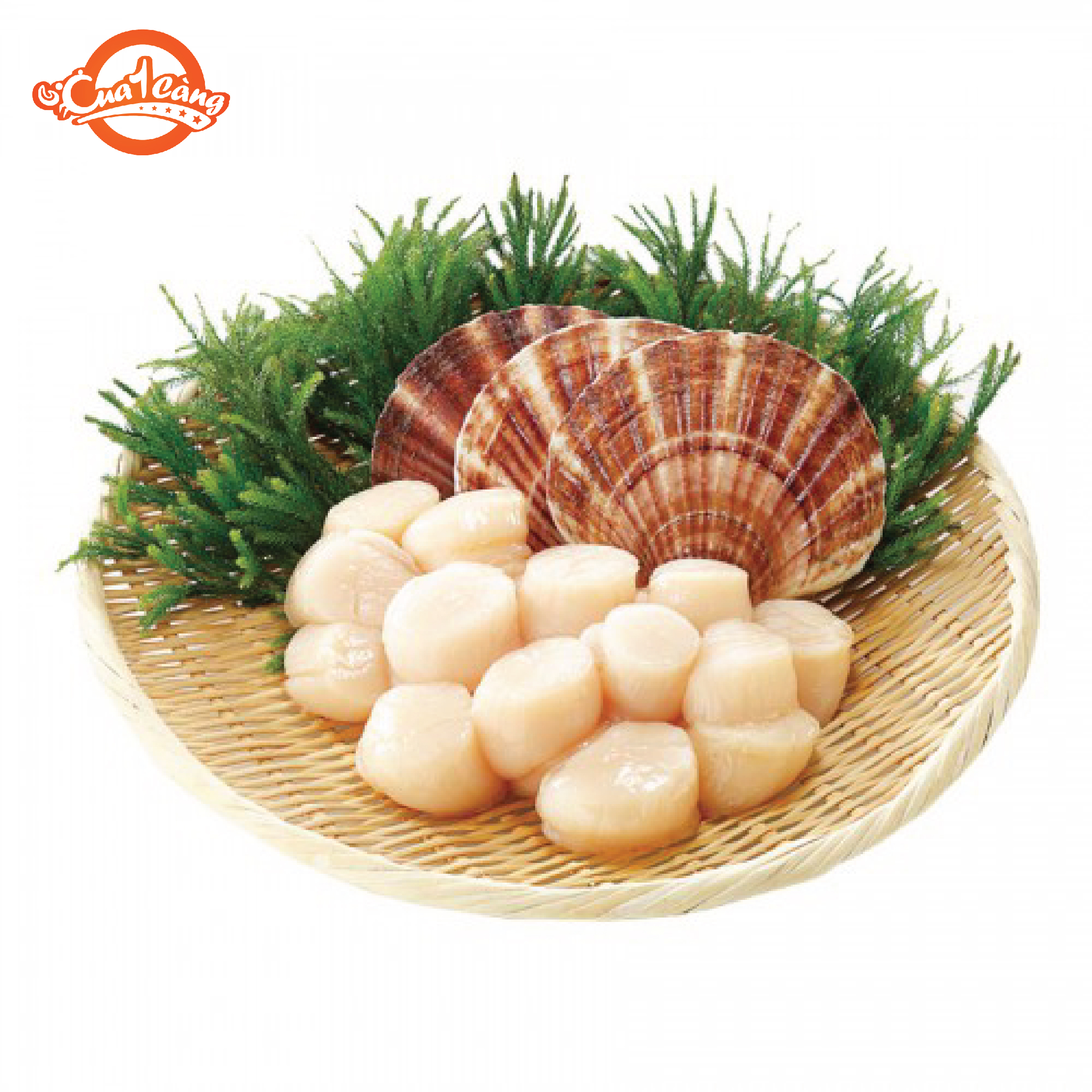 Cồi sò điệp Nhật - giao nhanh 4h