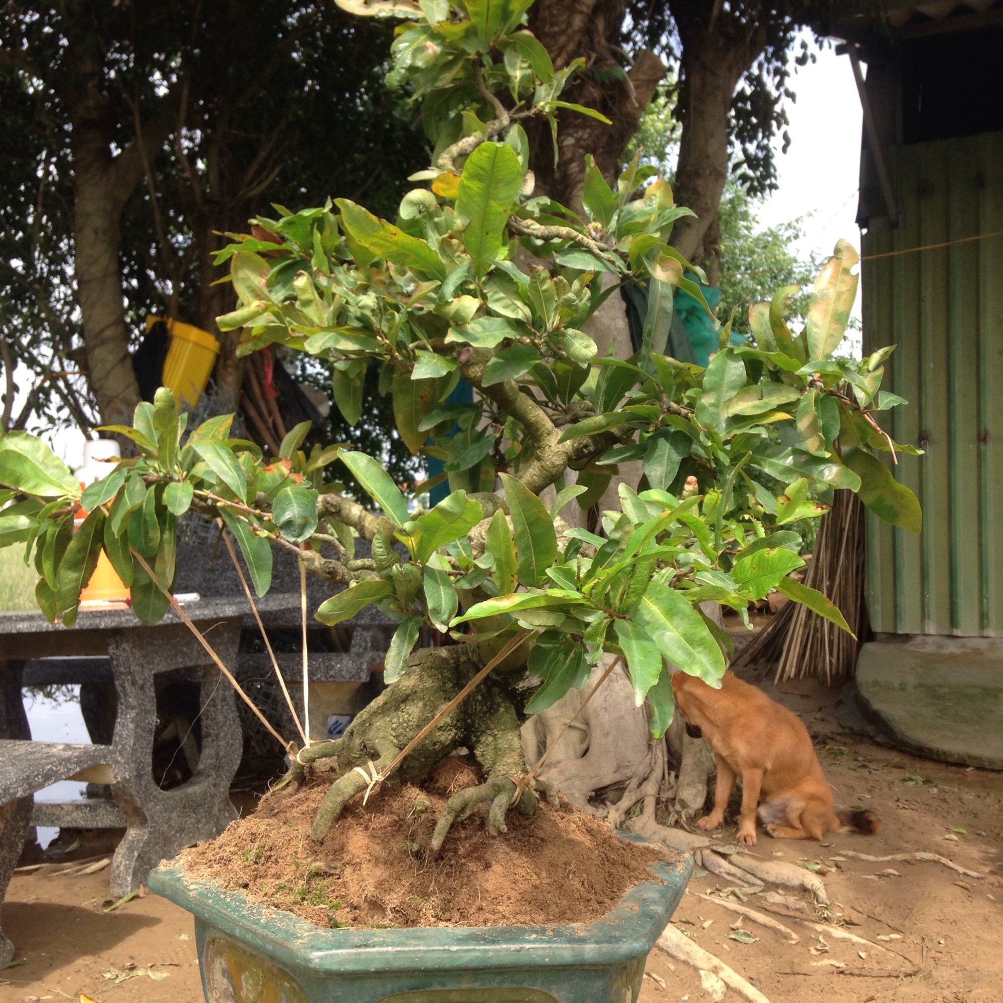 Mai vàng bonsai Bình Định