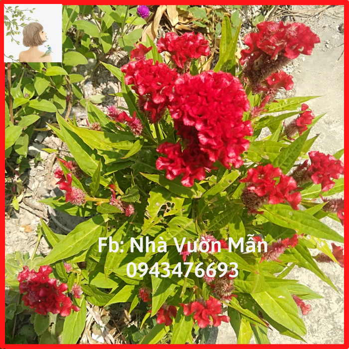 100 Hạt Hoa Mào Gà Búa (Mix Màu)