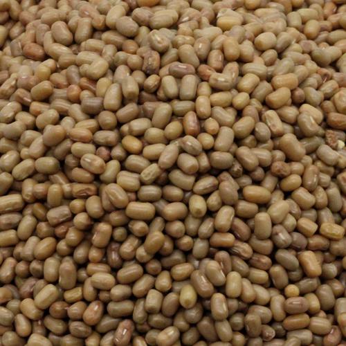 Moth beans - mataki- matki - đậu bướm