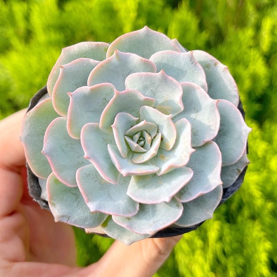 Sen đá hồng phấn 3-5cm