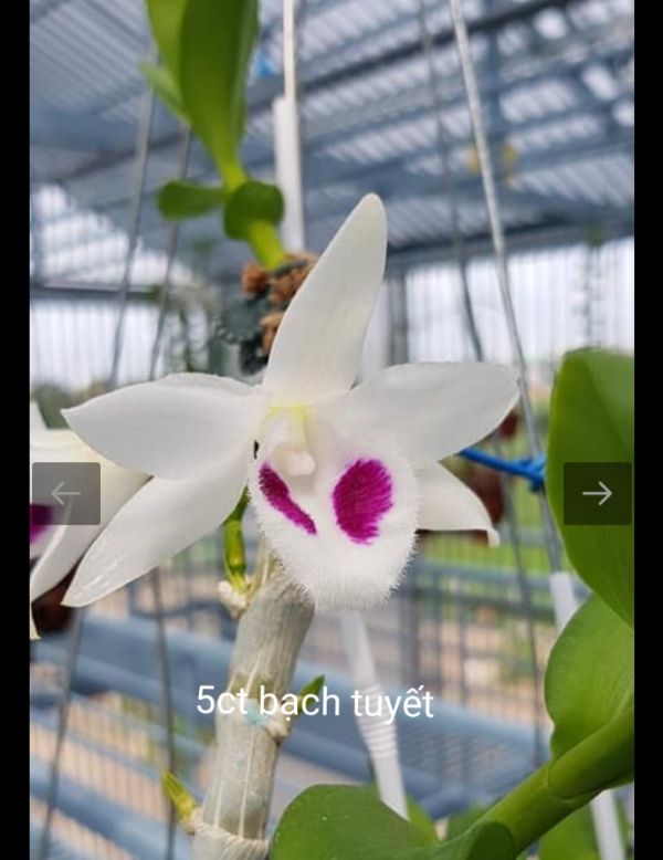 5 cánh trắng bạch tuyết