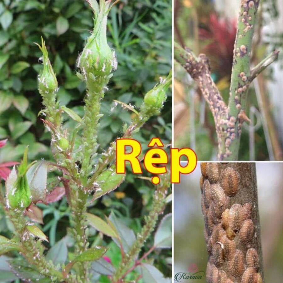 5 gói Nofara 15gr trừ rệp sáp,bọ trĩ, bù lạch trên cây trồng