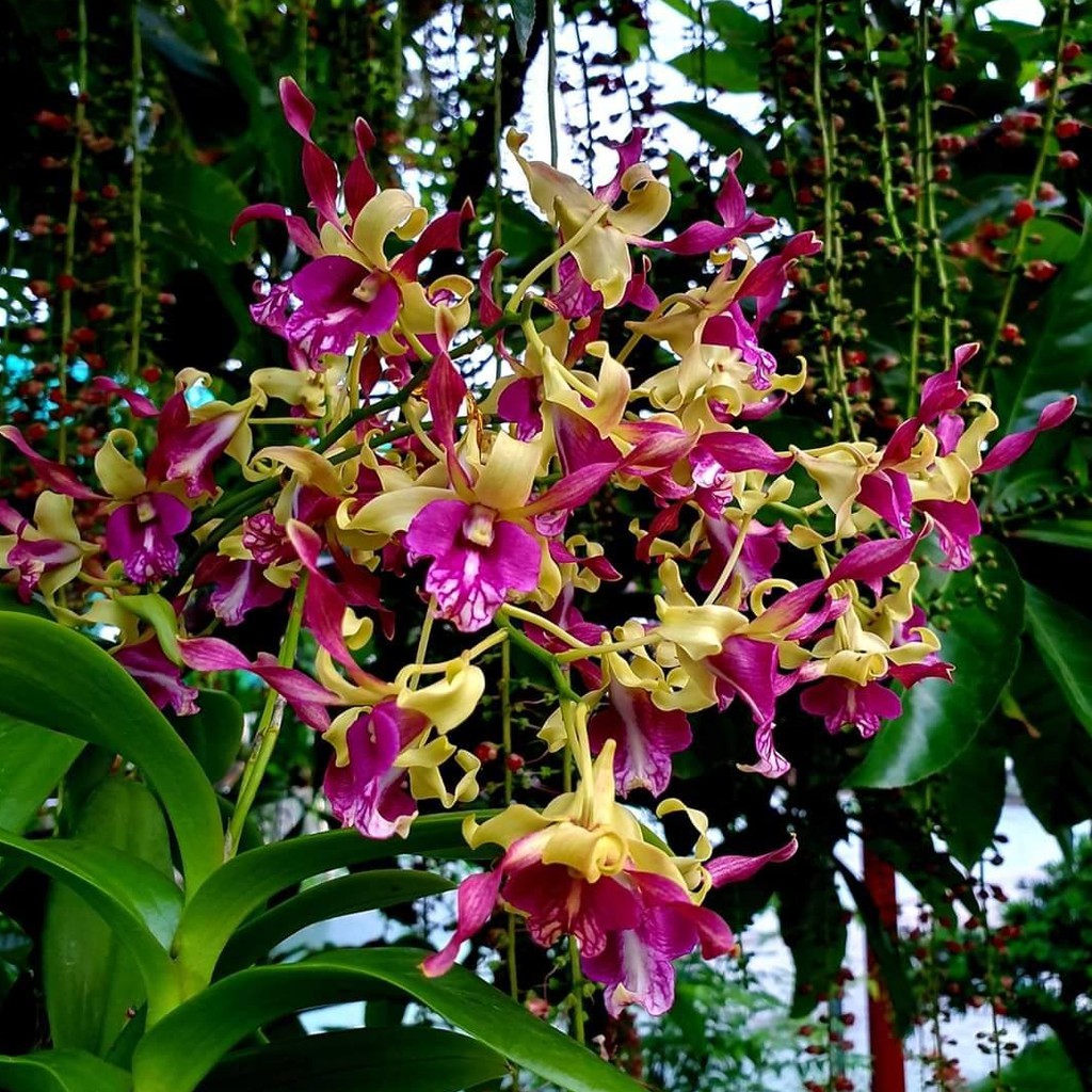 Hoa lan denro sing carol cây trưởng thành sắp hoa