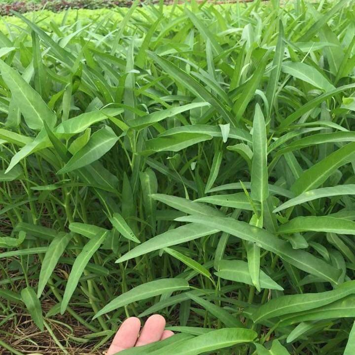 [HCM]50g Hạt Giống Rau Muống Lá Tre Dễ Trồng