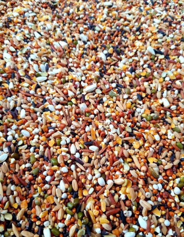 hạt tổng hợp ngũ cốc cho chim cu gáy