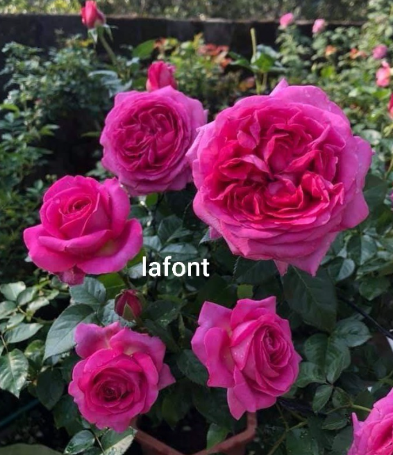 Cành Chiết Hồng Ngoại Lafont (Cành Chiết Hoa Hồng)