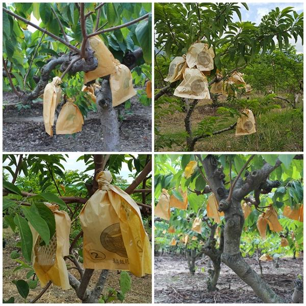 Combo 500 túi bọc bưởi giấy vàng kích thước 30x36 cm (bọc bưởi da xanh, nhãn, thanh long...)