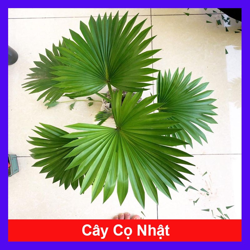Cây cọ nhật - cây cảnh mini - cây cảnh để bàn - caykiengsadec