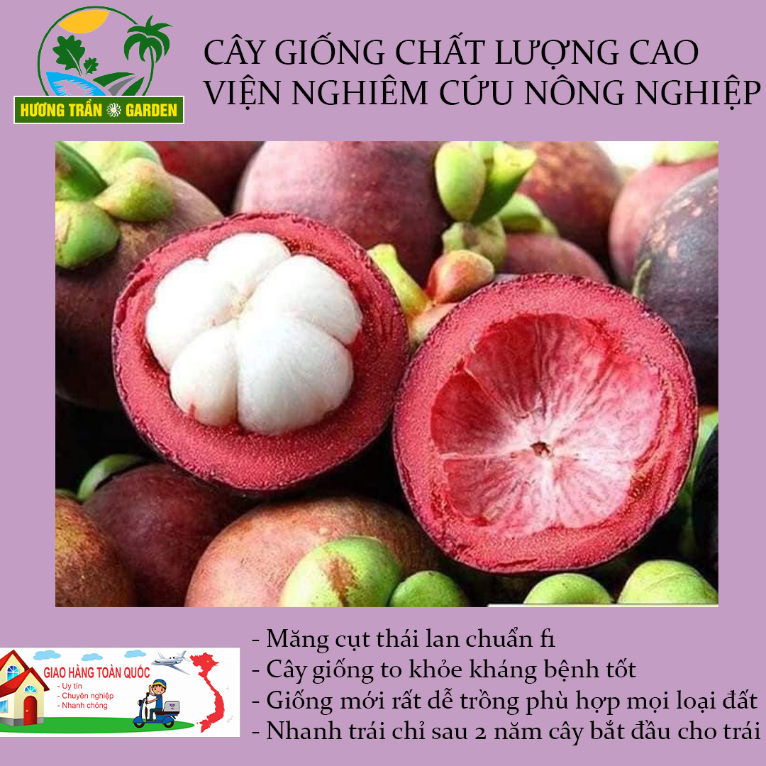 CAY MĂNG CỤT THÁI LAN F1 CÂY SIÊU TRÁI TẠI