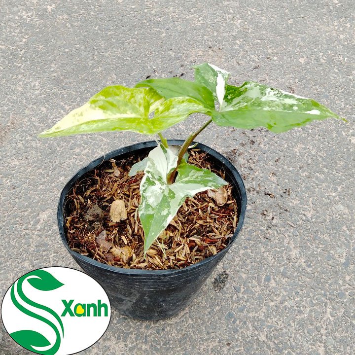 Cây Syngonium Var