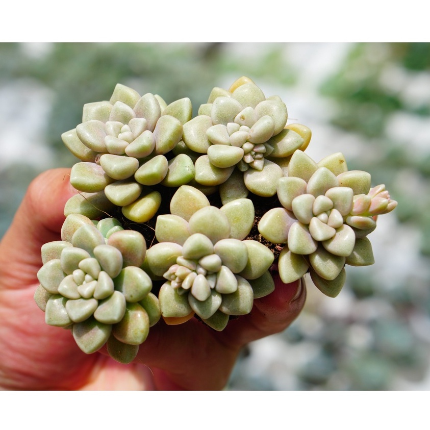 SET 5 SEN ĐÁ KIM TUYẾN MINI CỰC KHỎE. MUA 10 CÂY TẶNG 1