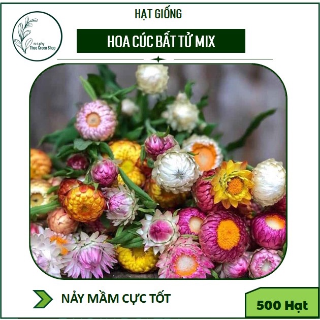 500 hạt - cúc bất tử mix màu