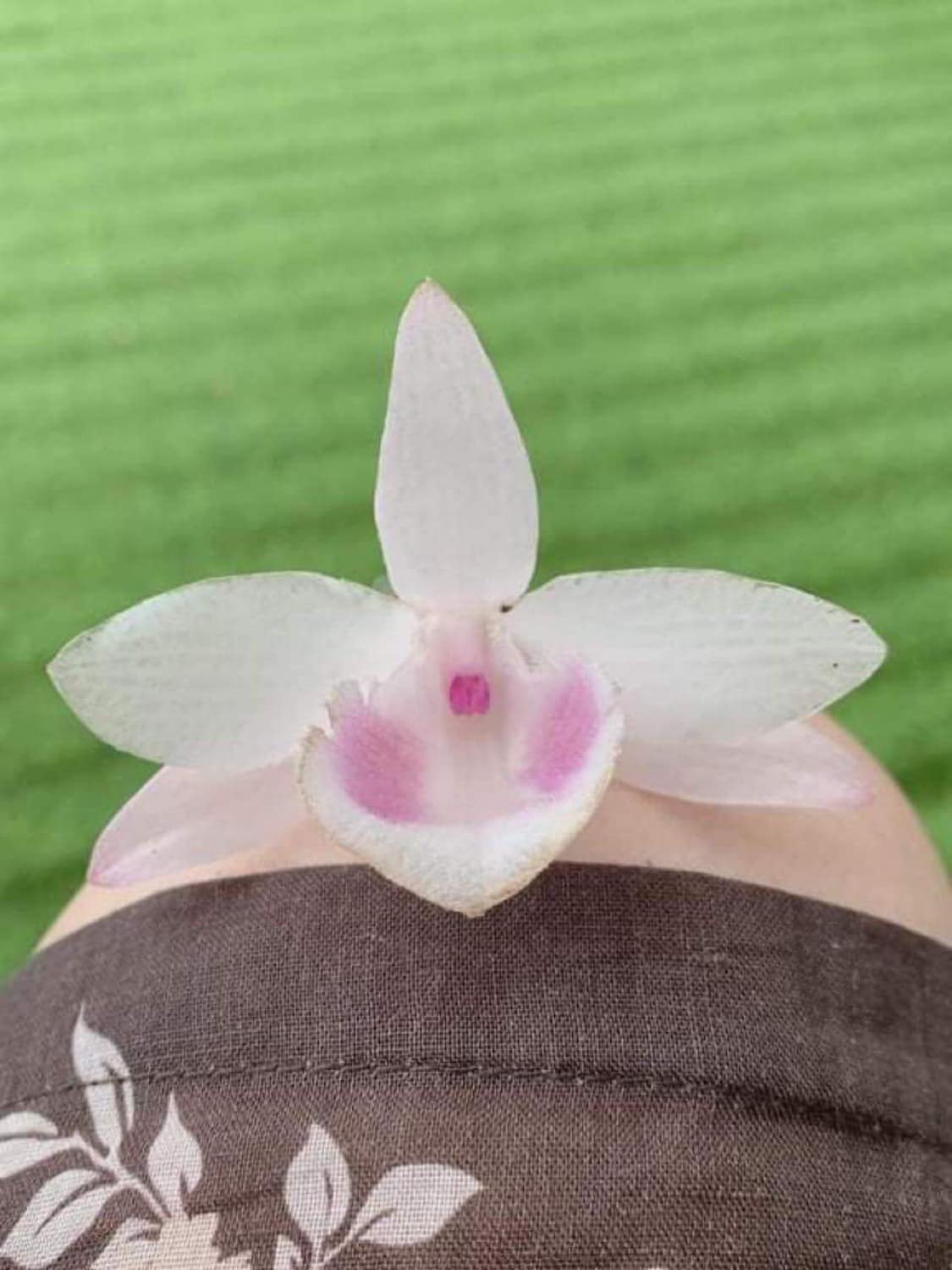 Lan Phi Điệp Hồng ĐẠI NGUYÊN SOÁI  chậu năm hai cây đang mầm đẹp